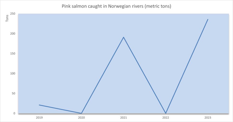 Yearly catch rates for introduced pink salmon in Norwegian rivers