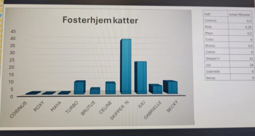 fosterhjem, katt