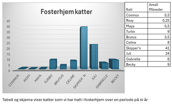 Fosterhjem katt