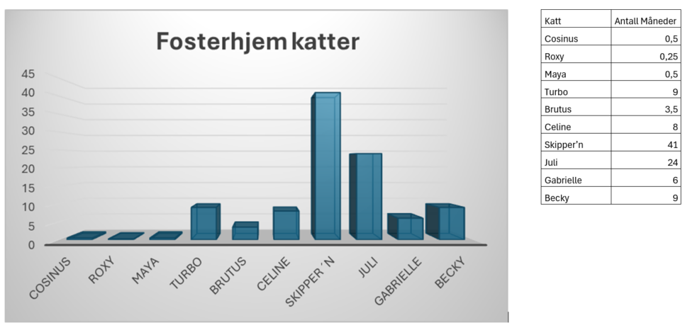 fosterhjem, katt