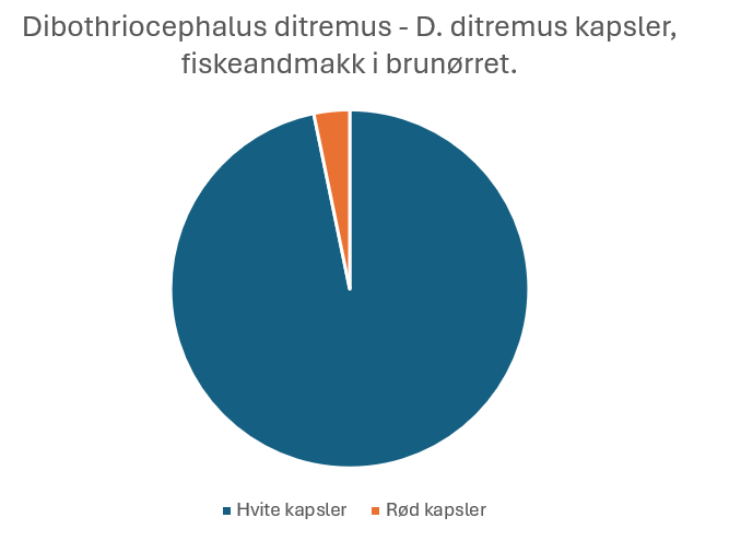 Gule kapsler funnet på magesekk til ørret, kapslene inneholder fiskeandmakken Dibothriocephalus ditremus.